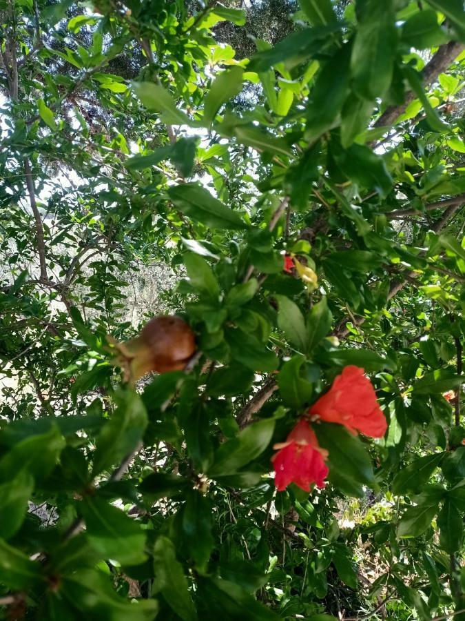 מונטמראנו Agriturismo La Locandiera מראה חיצוני תמונה